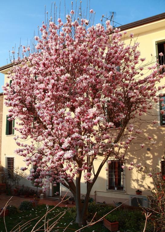 B&B La Magnolia Ostiglia Kültér fotó